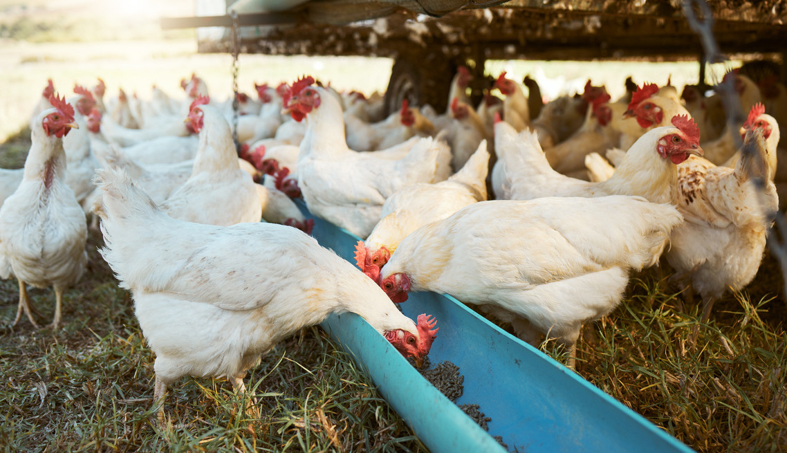 chicken-farming-1138x655